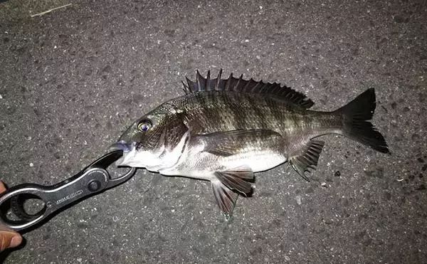 「ジグヘッド＋エサ」は波止釣り最強メソッド！ マイクロテンヤのボトムゲームを解説