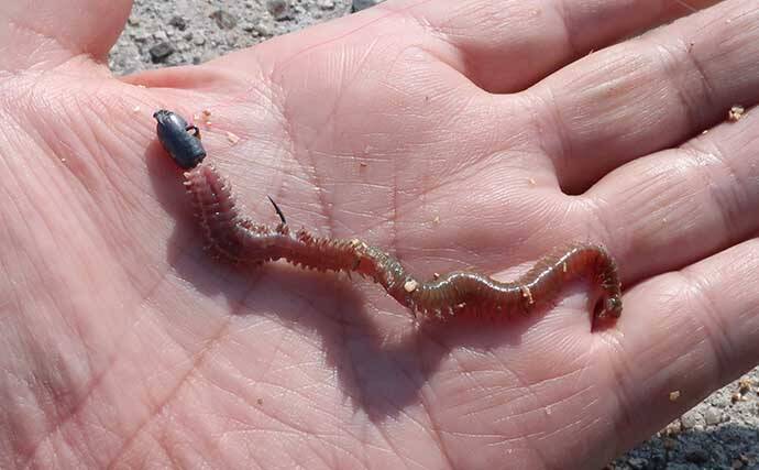 「ジグヘッド＋エサ」は波止釣り最強メソッド！ マイクロテンヤのボトムゲームを解説