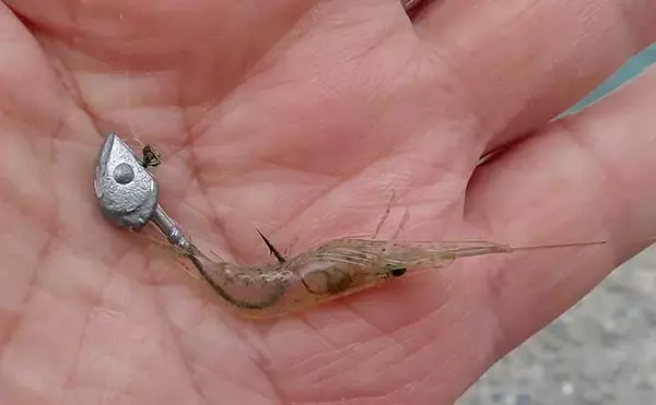 「「ジグヘッド＋エサ」は波止釣り最強メソッド！ マイクロテンヤのボトムゲームを解説」の画像