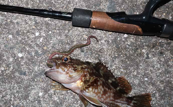 「ジグヘッド＋エサ」は波止釣り最強メソッド！ マイクロテンヤのボトムゲームを解説