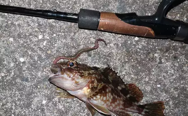 「「ジグヘッド＋エサ」は波止釣り最強メソッド！ マイクロテンヤのボトムゲームを解説」の画像