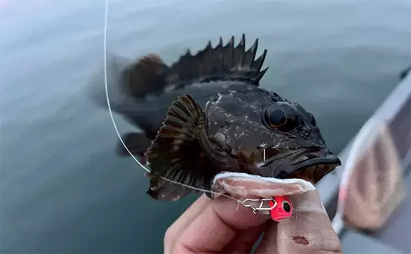 「4種の「魚の皮」でカサゴ釣り　数釣るならサーモンで型狙いはマダイ？」の画像