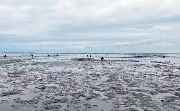 「潮干狩り＆花見デート満喫　効率的な探し方発見でアサリにハマグリ大漁」の画像