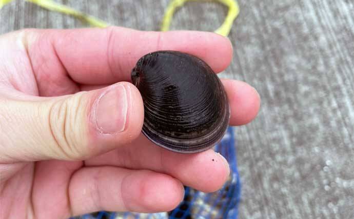 潮干狩り＆花見デート満喫　効率的な探し方発見でアサリにハマグリ大漁