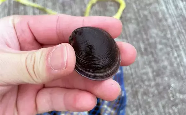 「潮干狩り＆花見デート満喫　効率的な探し方発見でアサリにハマグリ大漁」の画像