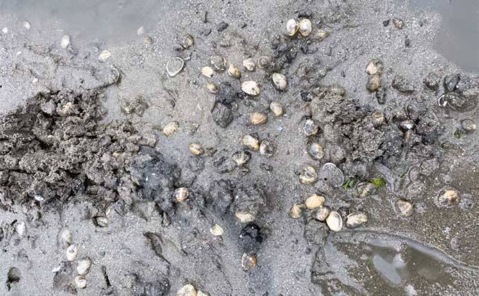 潮干狩り＆花見デート満喫　効率的な探し方発見でアサリにハマグリ大漁