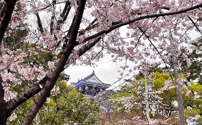 潮干狩り＆花見デート満喫　効率的な探し方発見でアサリにハマグリ大漁