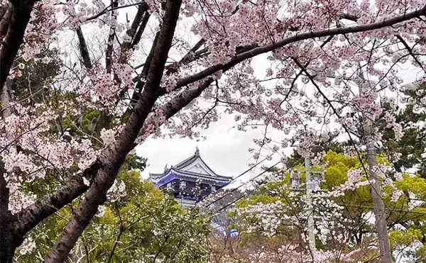 「潮干狩り＆花見デート満喫　効率的な探し方発見でアサリにハマグリ大漁」の画像