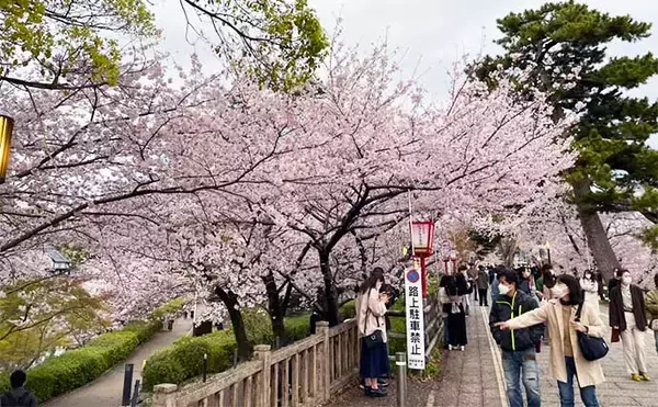 「潮干狩り＆花見デート満喫　効率的な探し方発見でアサリにハマグリ大漁」の画像