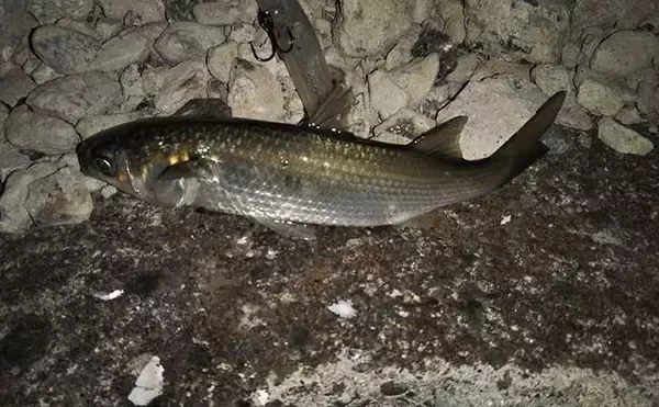 「ルアーフィッシングでのスランプ脱出方法ベスト5　ベテランほど危険？」の画像