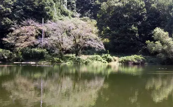 「今週のヘラブナ推薦釣り場2024【埼玉・円良田湖】」の画像