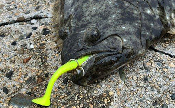 秋の陸っぱりルアーヒラメ釣りにワームがオススメな理由　実績ワーム5選も紹介