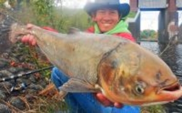 「メーター超え獲った！」荒川で101cmハクレンをキャッチ【埼玉】豆ボラ地獄を攻略