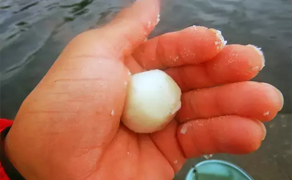 「「メーター超え獲った！」荒川で101cmハクレンをキャッチ【埼玉】豆ボラ地獄を攻略」の画像