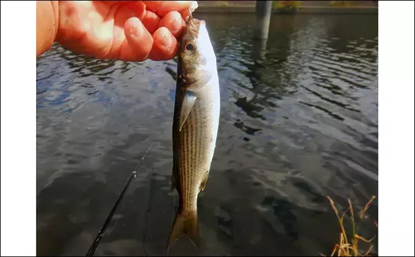 「「メーター超え獲った！」荒川で101cmハクレンをキャッチ【埼玉】豆ボラ地獄を攻略」の画像