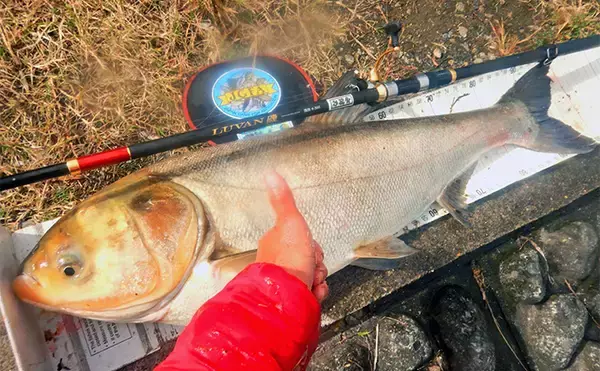 「「メーター超え獲った！」荒川で101cmハクレンをキャッチ【埼玉】豆ボラ地獄を攻略」の画像