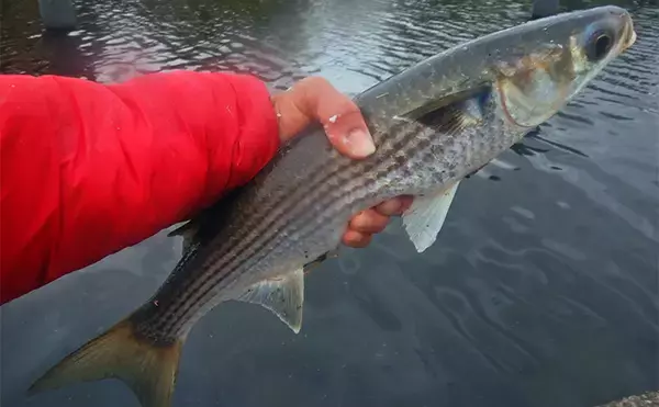 「「メーター超え獲った！」荒川で101cmハクレンをキャッチ【埼玉】豆ボラ地獄を攻略」の画像