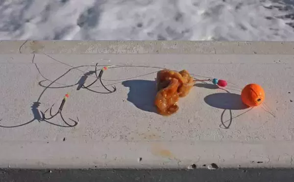 「「暗いうちがチャンス」大原沖ショウサイフグ釣りは朝マズメが狙いめ【千葉・春日丸】」の画像