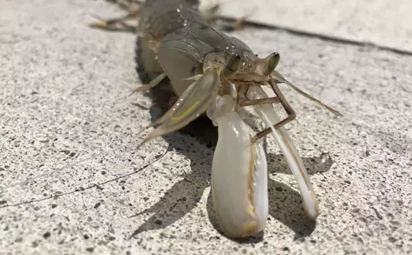 美味だけどマニアック過ぎる魚の部位　シャコの爪・ハゼの卵・カマスの腸