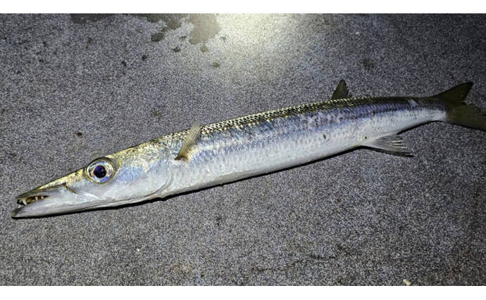 美味だけどマニアック過ぎる魚の部位　シャコの爪・ハゼの卵・カマスの腸