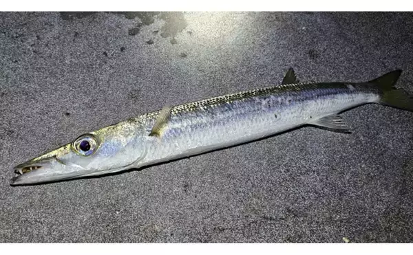 「美味だけどマニアック過ぎる魚の部位　シャコの爪・ハゼの卵・カマスの腸」の画像