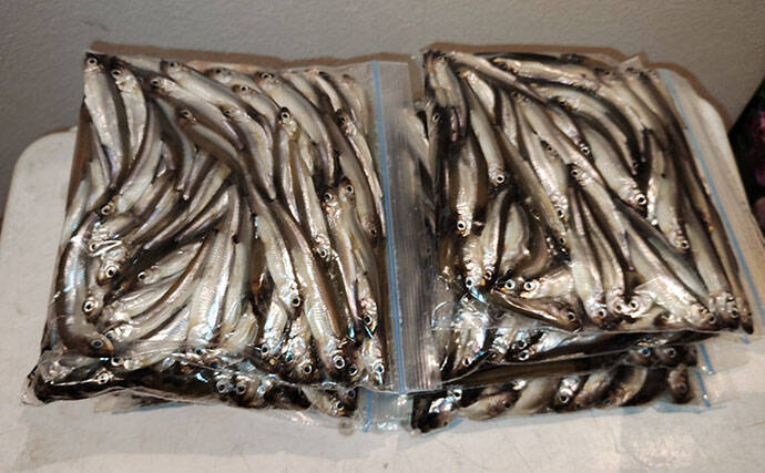 芦ノ湖で夏ワカサギ＆トラウト釣りを堪能【箱根】ニッコウイワナにヒメマスも登場！