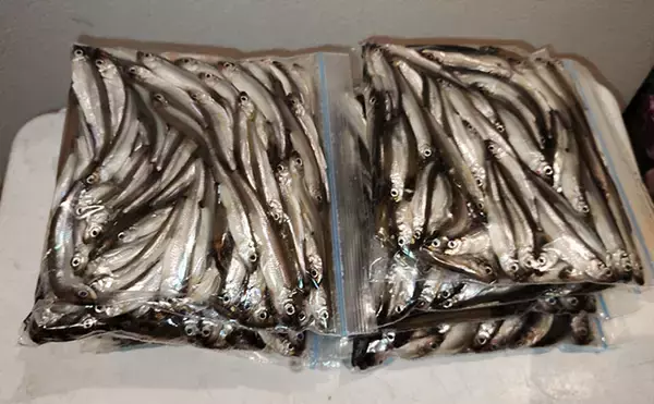 「芦ノ湖で夏ワカサギ＆トラウト釣りを堪能【箱根】ニッコウイワナにヒメマスも登場！」の画像