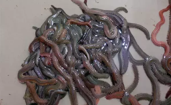 「【2022年】上りマダカ釣り入門　釣り場・タックル・エサ・釣り方を解説」の画像