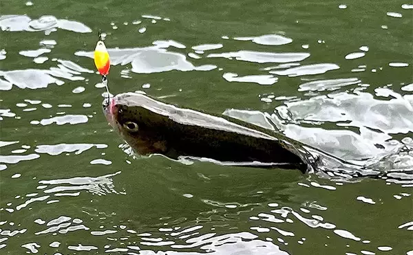 真夏のエリアトラウト釣行は模擬試合で仲間と楽しむが吉【千早川マス釣り場】