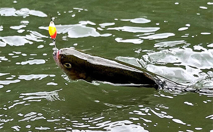 真夏のエリアトラウト釣行は模擬試合で仲間と楽しむが吉【千早川マス釣り場】