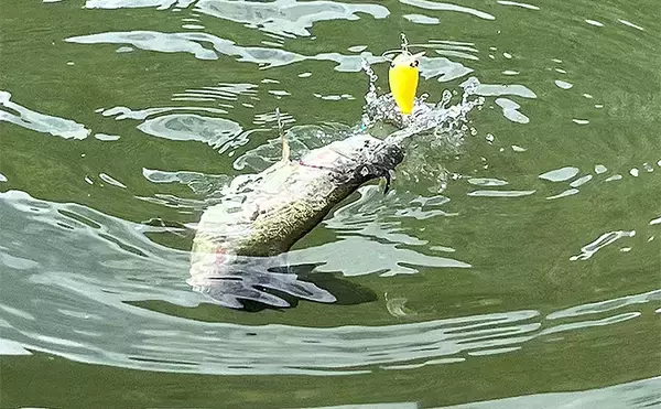 「真夏のエリアトラウト釣行は模擬試合で仲間と楽しむが吉【千早川マス釣り場】」の画像