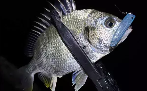 「『シーサイドコスモ』でのメバリングで本命不発もキビレ【大阪】エサ釣りにはメバルヒットか」の画像