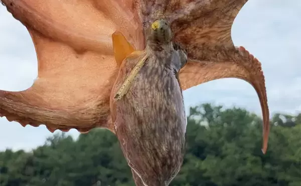 「初夏は釣果が厳しい？」南港魚つり園でのサビキ＆エギタコ釣りで貧果【大阪】