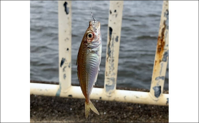 「初夏は釣果が厳しい？」南港魚つり園でのサビキ＆エギタコ釣りで貧果【大阪】