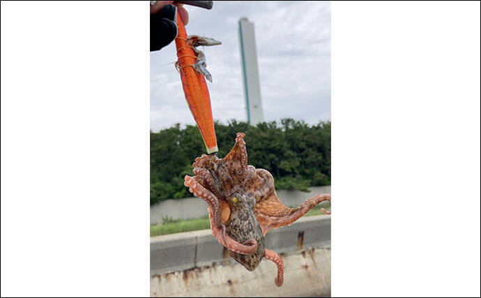 「初夏は釣果が厳しい？」南港魚つり園でのサビキ＆エギタコ釣りで貧果【大阪】