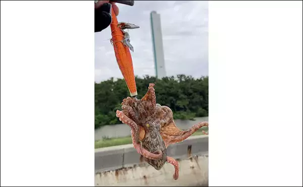 「「初夏は釣果が厳しい？」南港魚つり園でのサビキ＆エギタコ釣りで貧果【大阪】」の画像