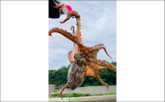 「初夏は釣果が厳しい？」南港魚つり園でのサビキ＆エギタコ釣りで貧果【大阪】