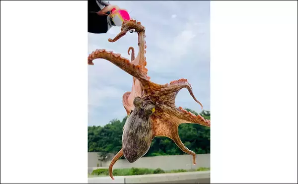 「「初夏は釣果が厳しい？」南港魚つり園でのサビキ＆エギタコ釣りで貧果【大阪】」の画像