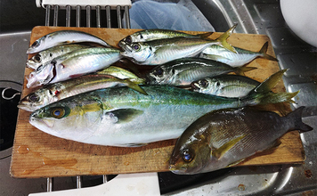 「遠投カゴ釣りデビューしてみた！」2回目の堤防釣行で37cmイサキをキャッチ【和歌山】