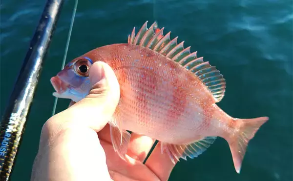 「「遠投カゴ釣りデビューしてみた！」2回目の堤防釣行で37cmイサキをキャッチ【和歌山】」の画像