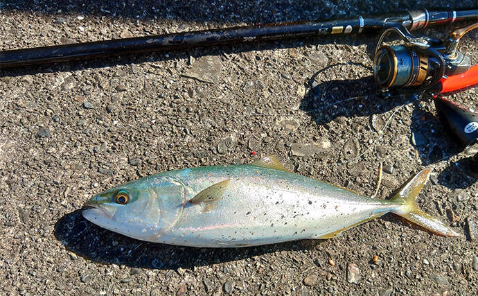 「遠投カゴ釣りデビューしてみた！」2回目の堤防釣行で37cmイサキをキャッチ【和歌山】