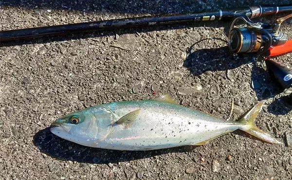 「「遠投カゴ釣りデビューしてみた！」2回目の堤防釣行で37cmイサキをキャッチ【和歌山】」の画像