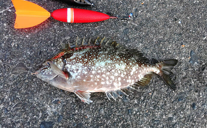 「遠投カゴ釣りデビューしてみた！」2回目の堤防釣行で37cmイサキをキャッチ【和歌山】