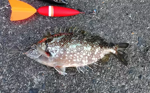 「「遠投カゴ釣りデビューしてみた！」2回目の堤防釣行で37cmイサキをキャッチ【和歌山】」の画像