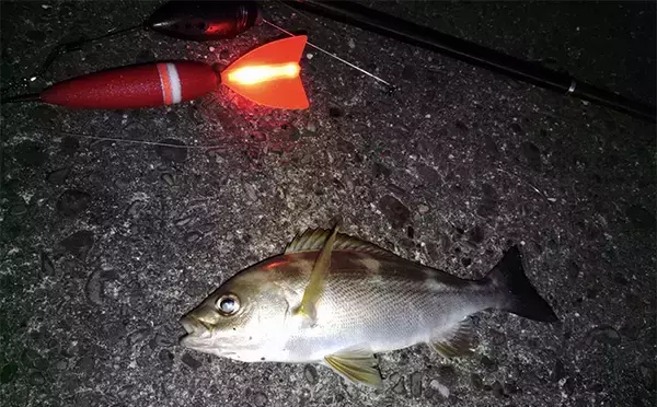 「「遠投カゴ釣りデビューしてみた！」2回目の堤防釣行で37cmイサキをキャッチ【和歌山】」の画像