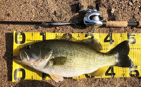 「バス釣りのロッドがフォアグリップレス構造になっている理由　長所と短所は？」の画像