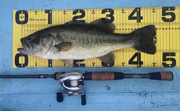 「バス釣りのロッドがフォアグリップレス構造になっている理由　長所と短所は？」の画像