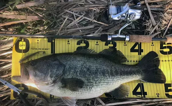 「バス釣りのロッドがフォアグリップレス構造になっている理由　長所と短所は？」の画像