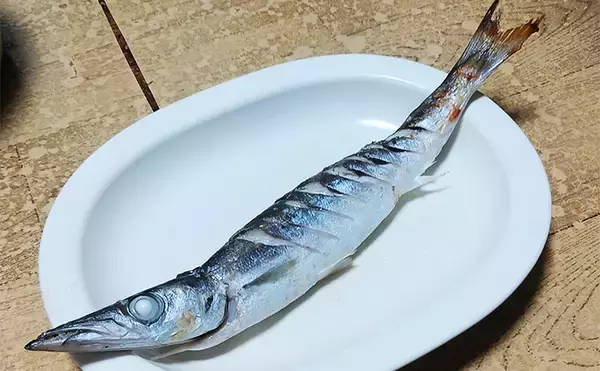 釣魚で作る「シンプル」レシピ：カマスの素焼き（白焼き）　素材の味活かす