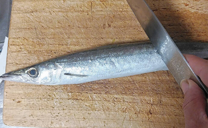 釣魚で作る「シンプル」レシピ：カマスの素焼き（白焼き）　素材の味活かす